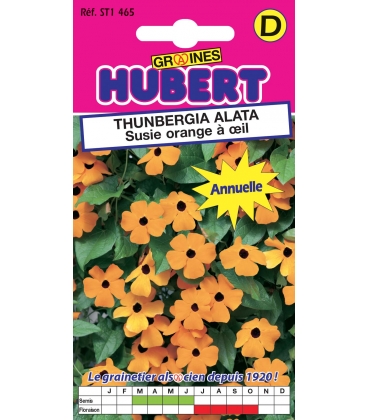 Thunbergia Alata Susie Orange &agrave; Oeil