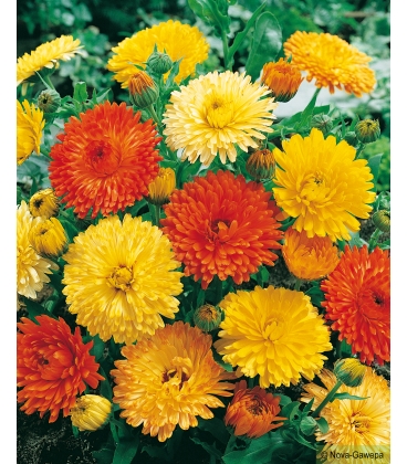 Souci Nain Fiesta Gitana M&eacute;lange