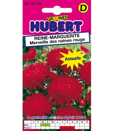 Reine Marguerite Merveille des Naines Rouge