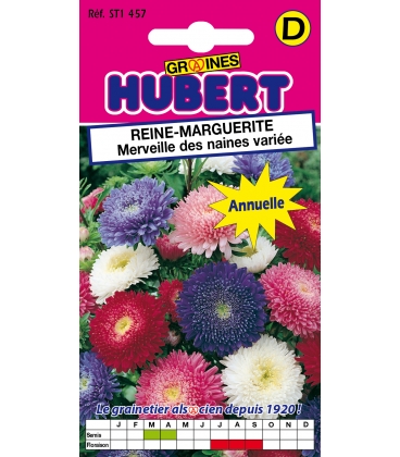 Reine Marguerite Merveille des Naines Vari&eacute;e
