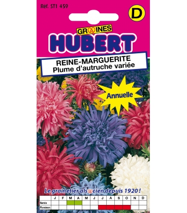 Reine Marguerite Plume d'Autruche