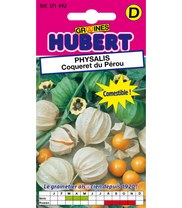 Physalis - Coqueret du P&eacute;rou
