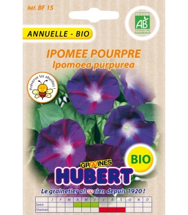 Graines d'Ipomée Pourpre BIO