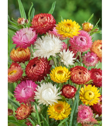 Graines Immortelle à Bractées - Fleurs Annuelles Pour Bouquets Secs, Hauteur 120 Cm, Semis Printemps Ou Automne