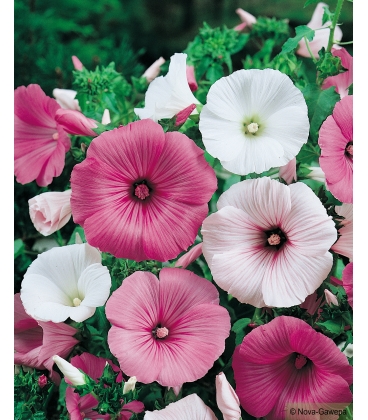 Graines de Lavatère à Grande Fleur Variée