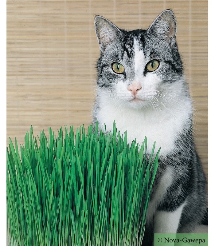 ☺200 graines d herbe à chat orge 