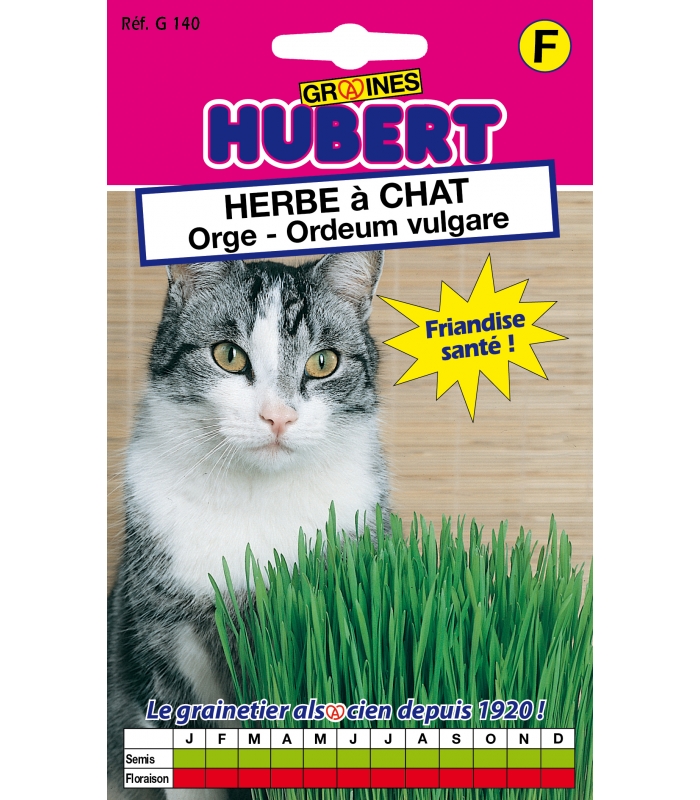 Friandise de culture d'herbe Ã chat