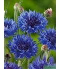 Graines de Centaurée Bleue - Centaurea Cyanus - ©Image protégée téléchargement interdit !