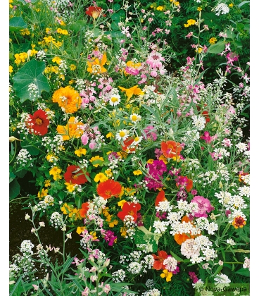 Graines de Fleurs d'été Parfumées en Mélange