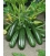 Graines de Courgette Leila F1 - Non Coureuse