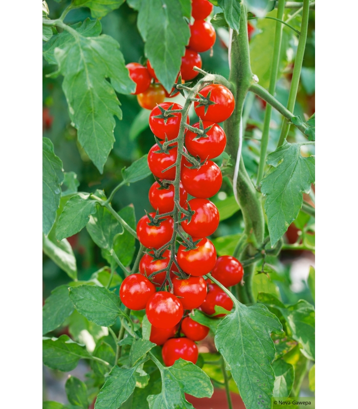 Kisshes Seedhouse Rare Tomate-cerise Gardenberry F1 graines plant fruitier jardin 450 g pièce 