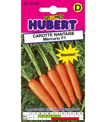 Carotte Nantaise Mercurio F1