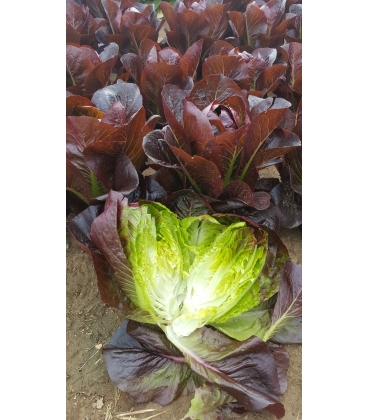 Graines de laitue Romaine Rouge Ovired