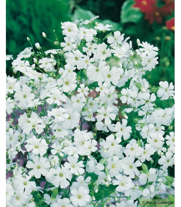 Graines de Gypsophile Elegant Roi des Halles Blanc