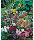 Fleurs Annuelles pour Rocailles © Images protégées téléchargement interdit !