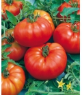 Graines de Tomate Marmande