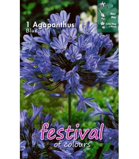 1 Agapanthe Bleue