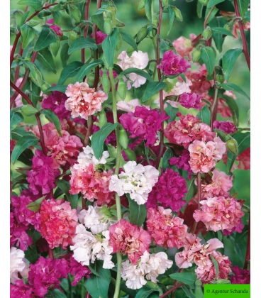 Graines de Clarkia Elégant Double Varié