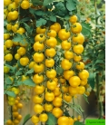 Graines de Tomate Golden Pearl F1