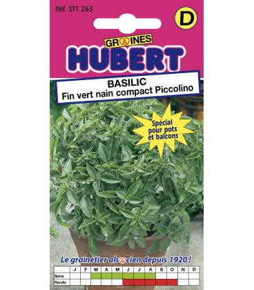 Basilic Fin Vert Compact Piccolino
