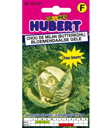 Chou de Milan Butterkohl - Bloemendaalse Gele