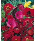 Graines de Fleurs pour Bouquets Rouges - © Image protégée téléchargement interdit !
