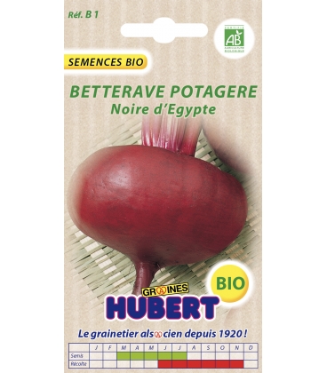 Betterave Noire d'Egypte BIO