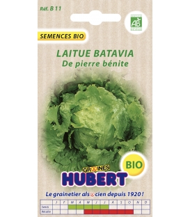 Laitue Batavia de Pierre Bénite BIO