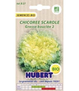 Graines de Chicorée Scarole Grosse Bouclée 2 BIO