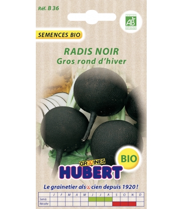 Radis Noir Gros Rond d'hiver BIO