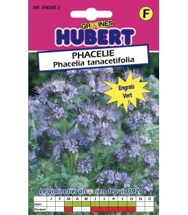 Graines de Phacélie - Phacelia Stala - © Image protégée téléchargement interdit !