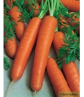 Graines de Carottes Berlicum