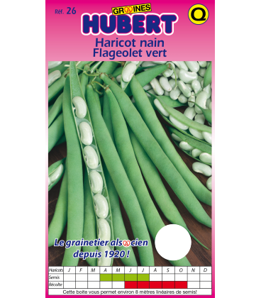 Haricot Flageolet Vert Nain