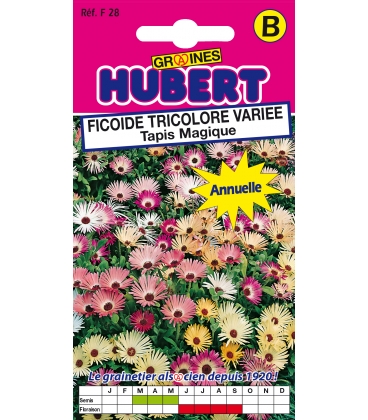 Fico&iuml;de Tricolore Vari&eacute;e Tapis Magique