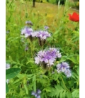 Graines de Phacélie - Phacelia Stala 