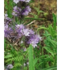 Phacélie - Phacelia Stala 