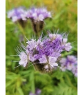 Phacélie - Phacelia Stala 