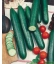 Graines de Concombre Vert Long Maraîcher KIDS