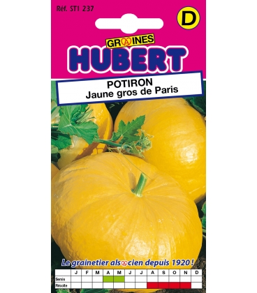 Potiron Jaune Gros de Paris