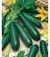 Graines de Courgette Black Beauty KIDS