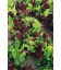 Graines de Mesclun Baby-Leaf KIDS
