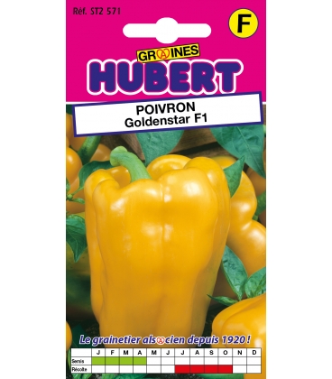 Poivron Doux Goldenstar F1