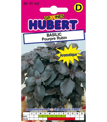 Basilic Pourpre Rubin