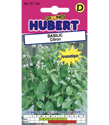 Basilic Citron