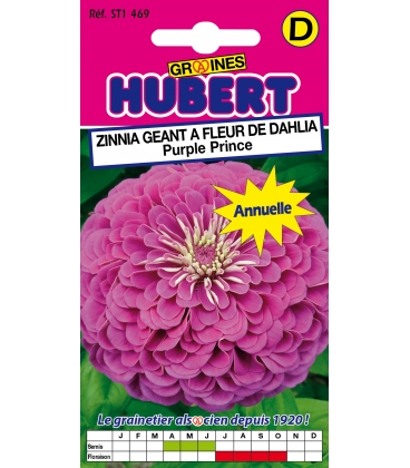 Zinnia G&eacute;ant &agrave; Fleur de Dahlia "Purple Prince"