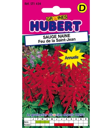 Sauge Naine Feu de la St Jean