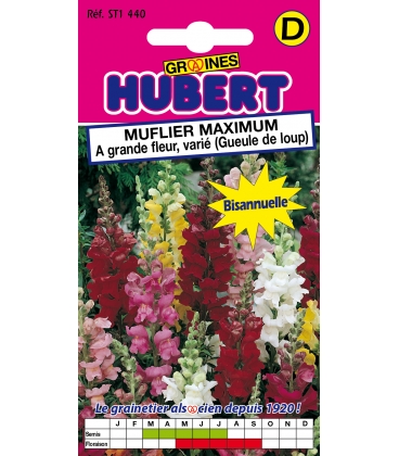 Muflier Maximum Vari&eacute; Gueule de Loup