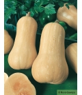 Graines de Courge Musquee Avalon F1 Butternut