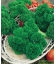 Graines de Persil Frisé Vert Foncé KIDS