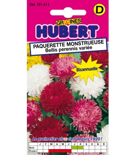 Pâquerette Monstrueuse Variée